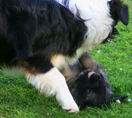 [Isabellas Puppies 020-3[3].jpg]