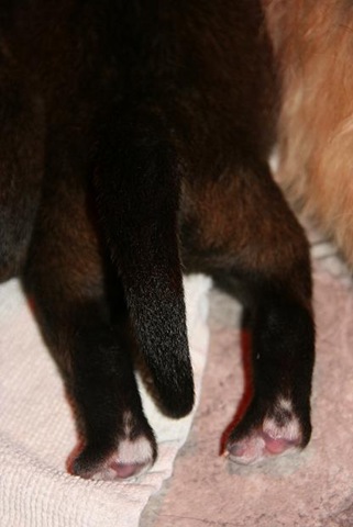 [Isabellas Puppies 011-2[3].jpg]
