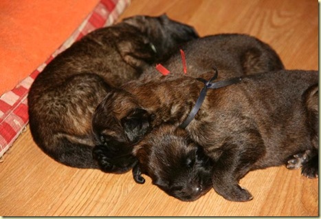 Isabellas Puppies 007-2