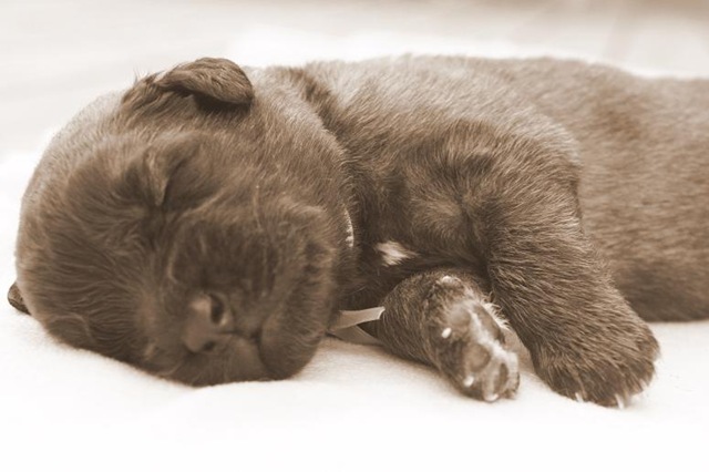 [Isabellas Puppies 033-3[4].jpg]