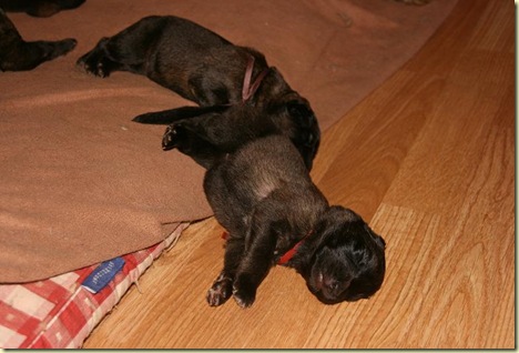 Isabellas Puppies 008-2