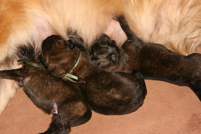[Isabellas Puppies 004-2[3].jpg]