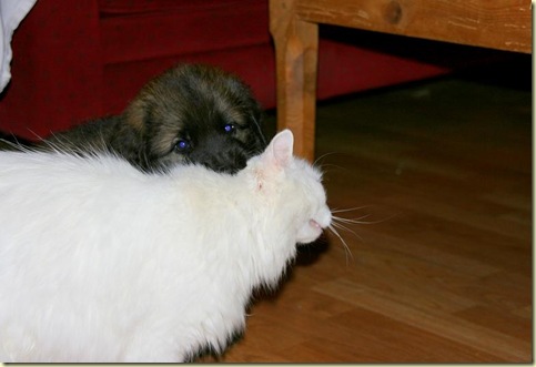 Isabellas Puppies 008-2