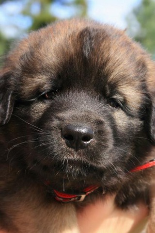 [Isabellas Puppies 024-3[3].jpg]