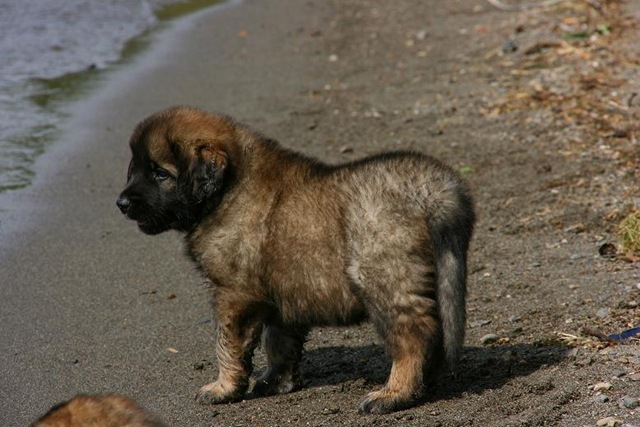 [Isabellas Puppies 035-2[3].jpg]