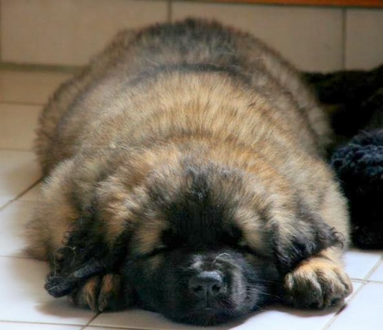 [Isabellas Puppies 012-2[4].jpg]