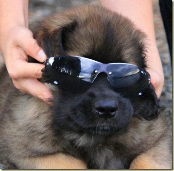 Isabellas Puppies 033-2