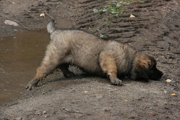[Isabellas Puppies 007[3].jpg]