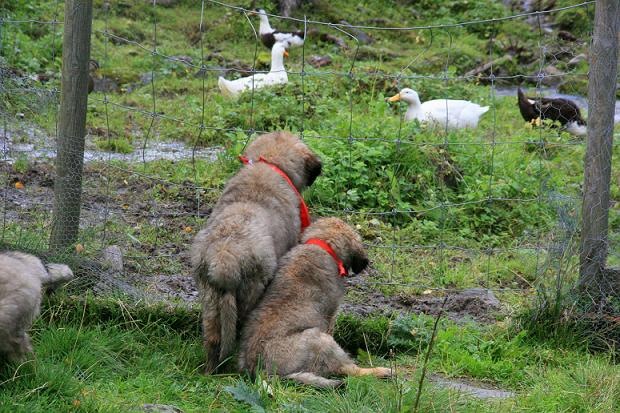 [Isabellas Puppies 091-2[3].jpg]