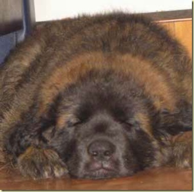 grizzly2-2