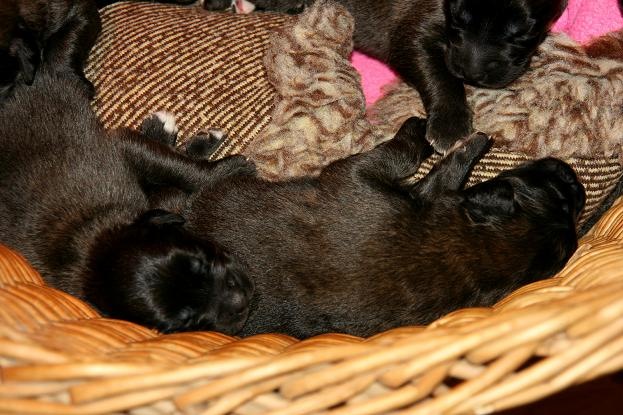 [Birdys babies 2010 018-2[3].jpg]