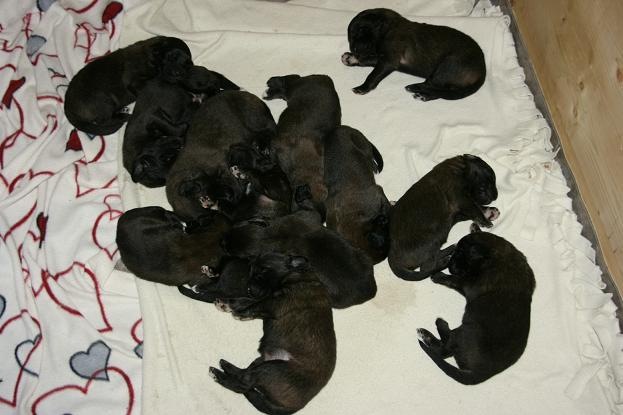 [Birdys babies 2010 004-2[3].jpg]