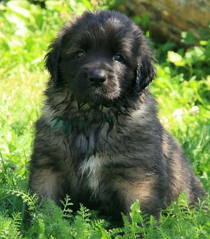 [Birdys babies 2010 099-2[3].jpg]