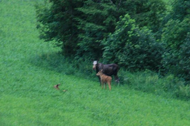[Birdys babies 2010 036-2[3].jpg]