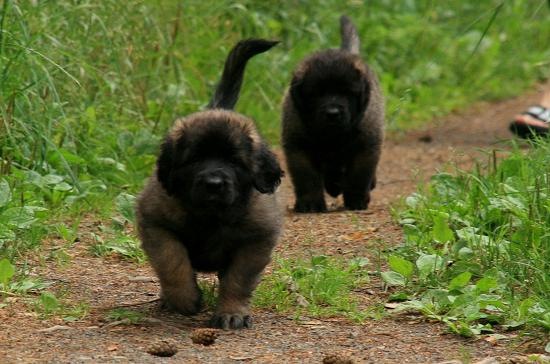 [Birdys babies 2010 228-2[3].jpg]