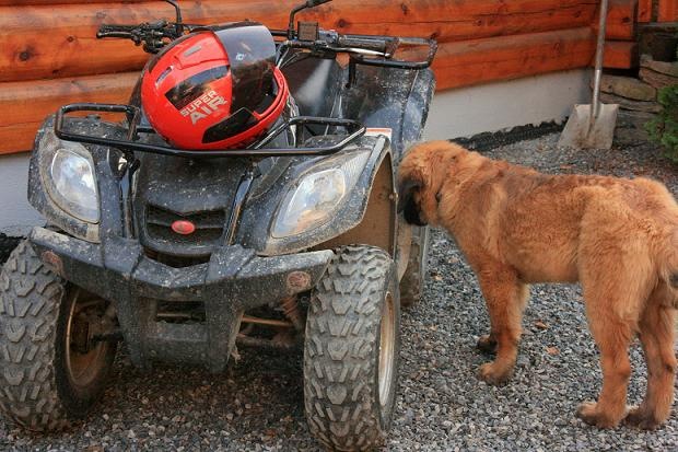 [Dogsoct2010 129-2[3].jpg]