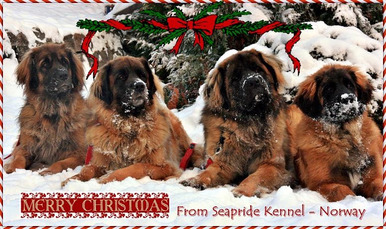 [Christmas card 2010[3].jpg]