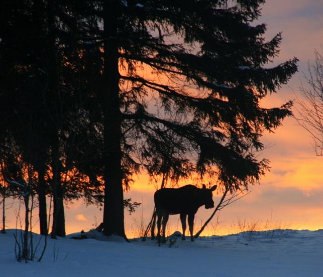[moose[4].jpg]