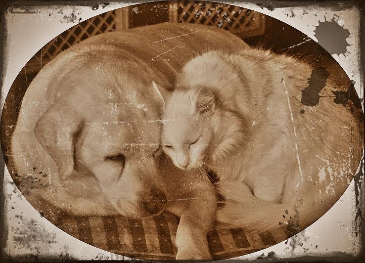 [animallove[3].jpg]