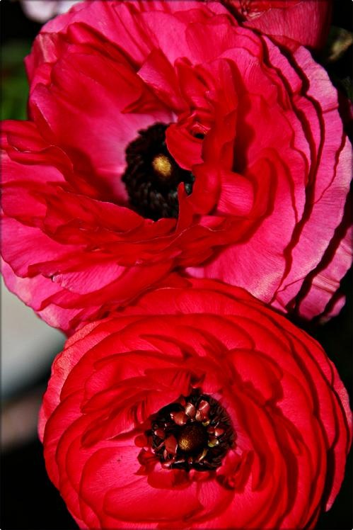 [flower3[3].jpg]