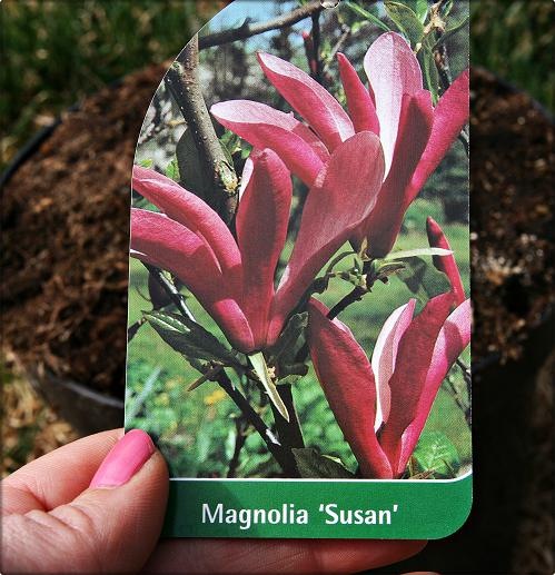 [magnolia[3].jpg]