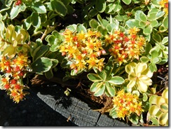 macro orange flowers