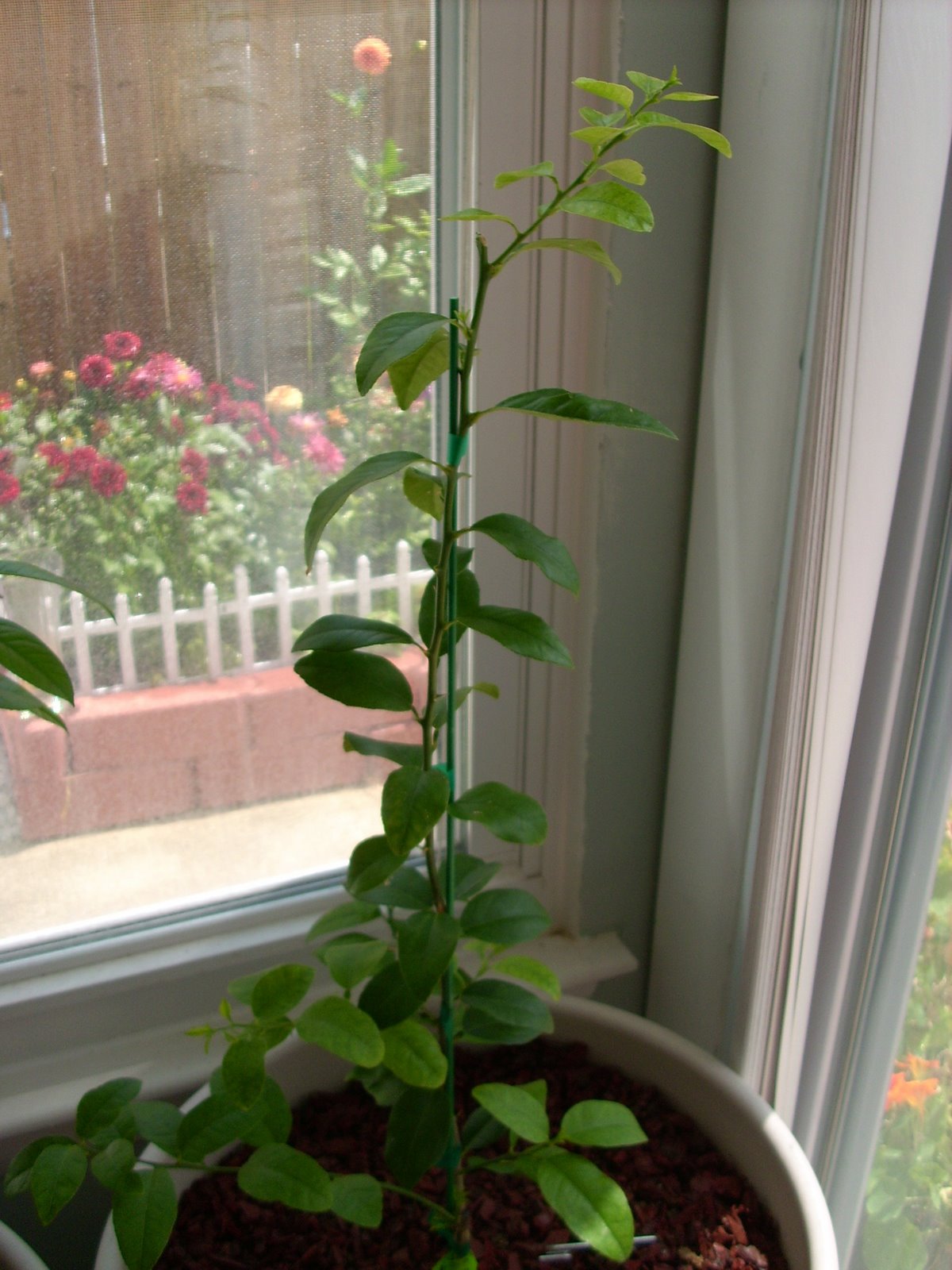 [garden0055.jpg]