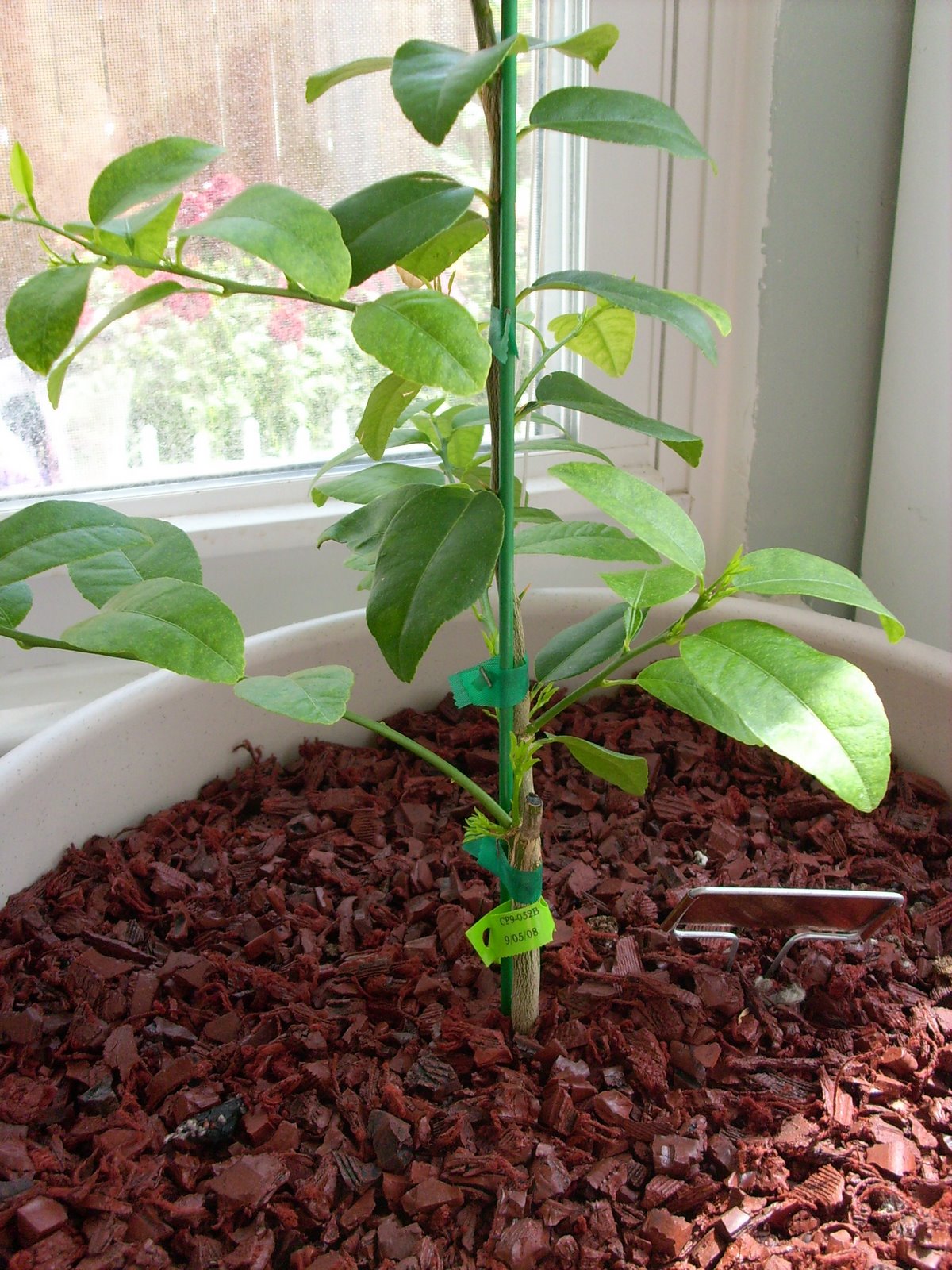 [garden0066.jpg]