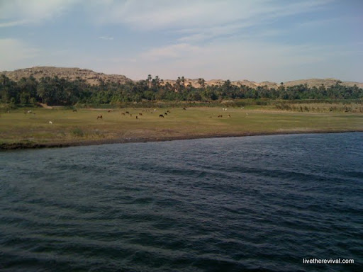 Grazing Land on Nile (between Luxor and Aswan)