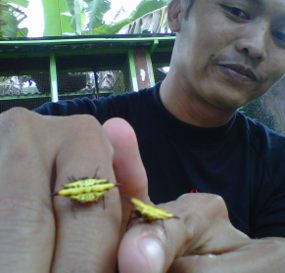laba-laba-aneh-mirip-kepiting-di-mojokerto