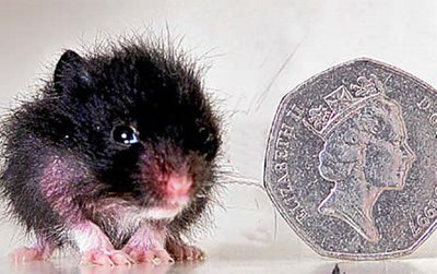 hamster-kerdil