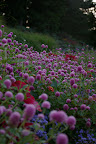 IMGP4541.JPG