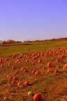 IMGP5199-1.JPG
