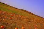 IMGP5202-1.JPG