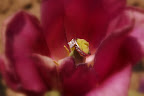 IMGP9259.JPG