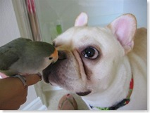 dog_and_bird