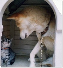 dog_and_cat_house