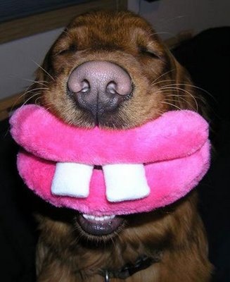 [dogsmile2.jpg]