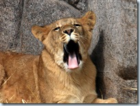 lion-sm