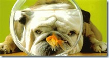bull_dog_watches_gold_fish
