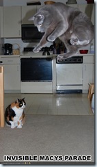 cat 11