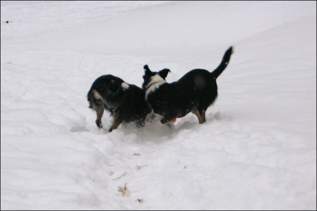frisbee2