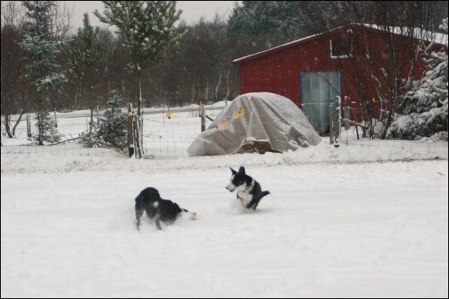 frisbee14