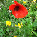 Common poppy