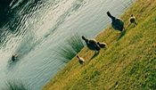 Ducks