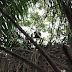 Male howler monkey Imagem%20054