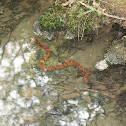 Northern Watersnake