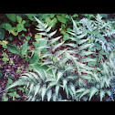 Painted Fern