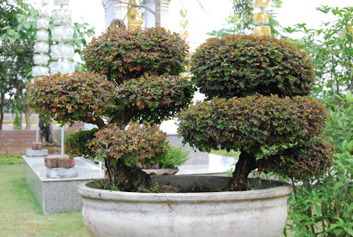 Teak Gardens