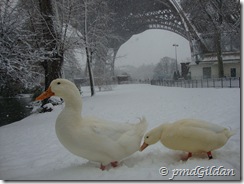 Paris Sur Neige 